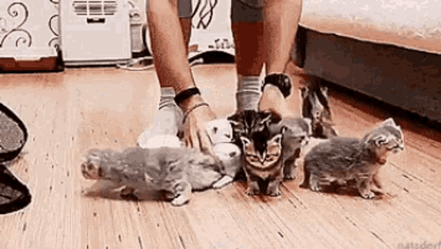 cats-herding cats-herding